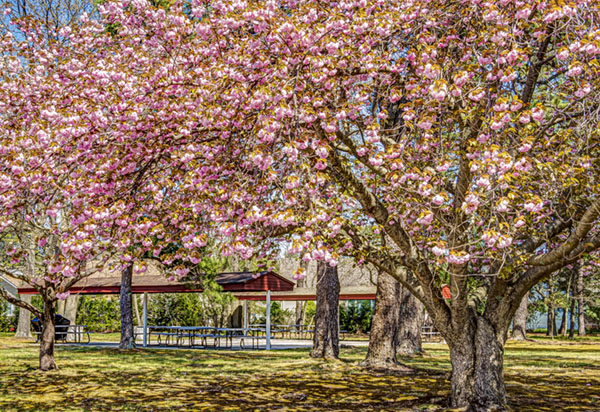 picnic area